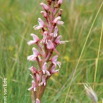 Disa patula var. transvaalensis by Gerrit van Ede