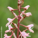 Disa patula var transvaalensis by Lourens Grobler