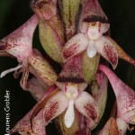 Disa perplexa by Lourens Grobler 