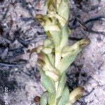 Disa physodes by Oskar Kurze
