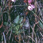 Disa pillansii