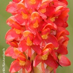 Disa polygonoides by Martin Rautenbach