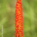 Disa polygonoides by Martin Rautenbach