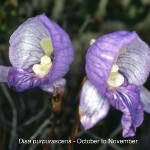 Disa purpurascens
