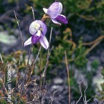 Disa purpurascens by Karsten Wodrich