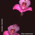 Disa racemosa