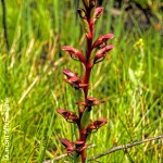 Disa reticulata