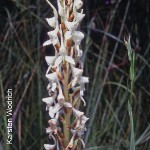 Disa rhodantha (alba version) by Karsten Wodrich 01