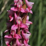 Disa rhodantha