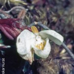 Disa richardiana