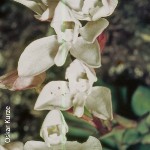 Disa rosea