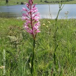 Disa roseovittata