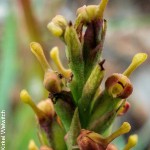 Disa rungweensis**
