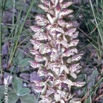 Disa sankeyi