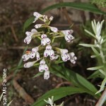 Disa saxicola