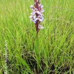 Disa similis