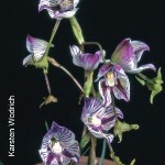 Disa spathulata