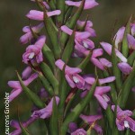 Disa stachyoides by Lourens Grobler