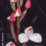 Disa tripetaloides by Karsten Wodrich