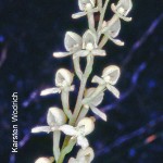 Disa uncinata
