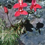 Disa uniflora by Karsten Wodrich