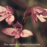 Disa vaginata