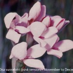 Disa vasselotii
