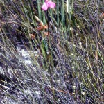 Disa venosa