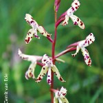 Disa vigilans