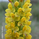 Disa woodii