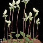 Disoeris bolusiana by M Hall