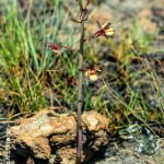 Eulohpia clitellifera by Duncan McFarlane