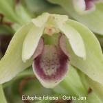 Eulophia foliosa by Daniel Koen