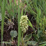 Eulophia foliosa by Daniel Koen