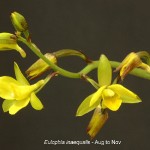 Eulophia inaequalis**