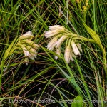 Eulophia leontoglossa by Duncan McFarlane