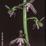 Eulophia meleagris by Karsten Wodrich