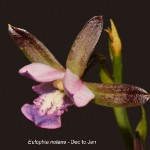 Eulophia nutans by Duncan McFarlane