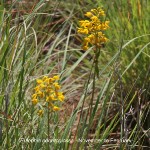 Eulophia odontoglossa**