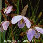 Eulophia ovalis by Duncan McFarlane