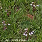 Eulophia ovalis by Duncan McFarlane