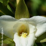 Eulophia schnelliae**