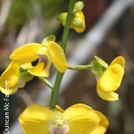 Eulophia speciosa by Duncan Mc Farlane