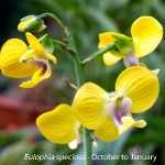 Eulophia speciosa by Duncan Mc Farlane
