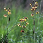 Eulophia streptopetala by Duncan McFarlane