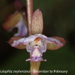 Eulophia zeyheriana