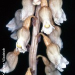 Gastrodia