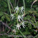 Habenaria barbertonii