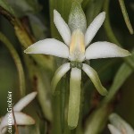 Habenaria caffra