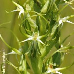 Habenaria cornuta by Martin Rautenbach